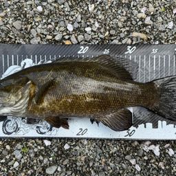 スモールマウスバス