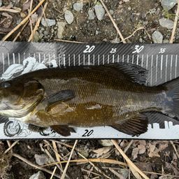 スモールマウスバス