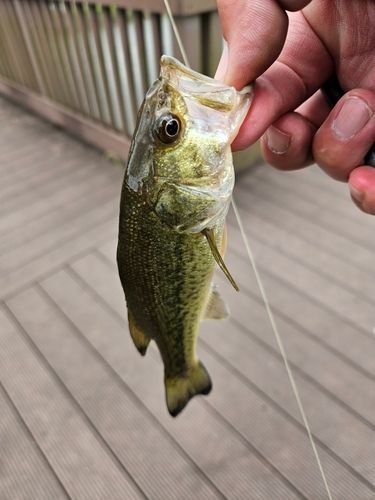 ラージマウスバスの釣果