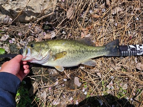 ラージマウスバスの釣果