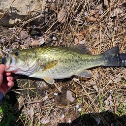 ラージマウスバス