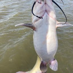 アメリカナマズ