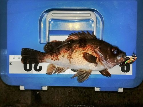 メバルの釣果