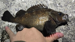 エゾメバルの釣果
