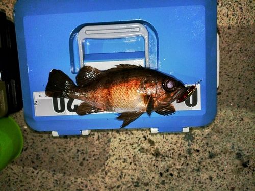 メバルの釣果