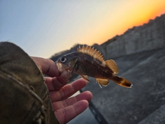 エゾメバルの釣果