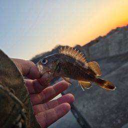 エゾメバル