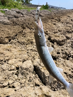 カマスの釣果