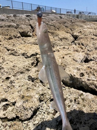 エソの釣果