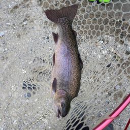 ロックトラウト