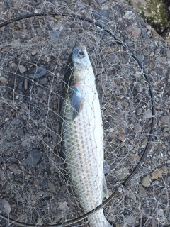 ボラの釣果
