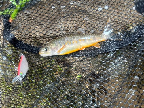 イワナの釣果