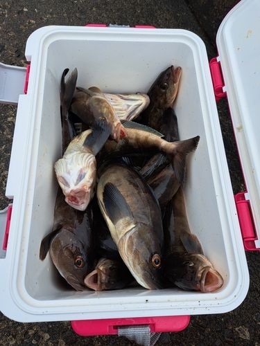 ホッケの釣果