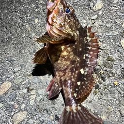 カサゴ