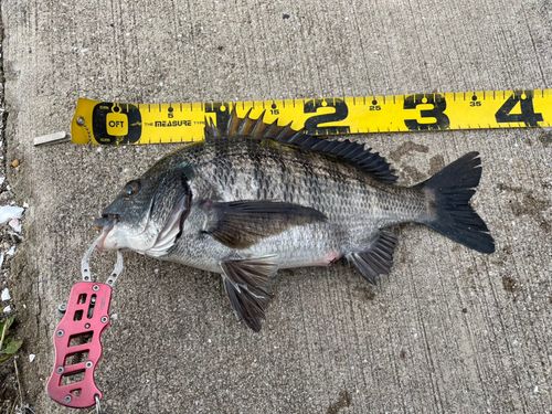チヌの釣果