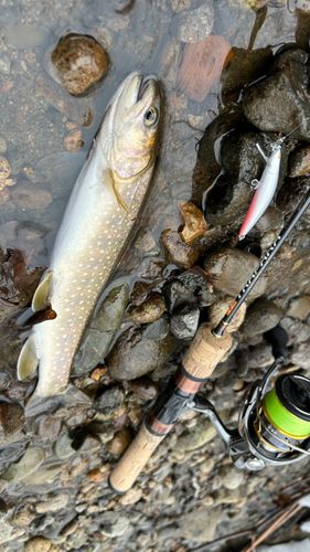 イワナの釣果