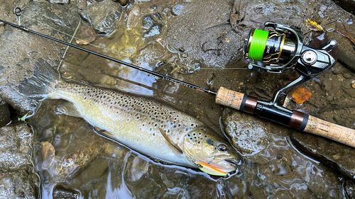 ブラウントラウトの釣果