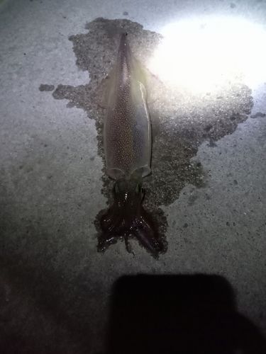 ヤリイカの釣果