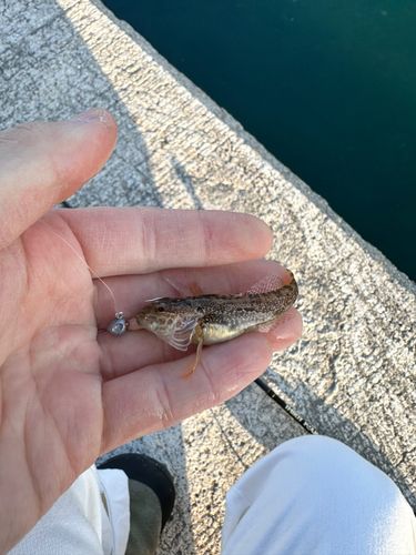 マハゼの釣果