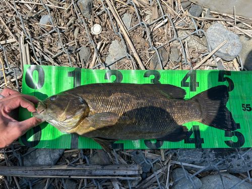 スモールマウスバスの釣果