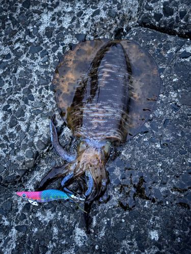 アオリイカの釣果