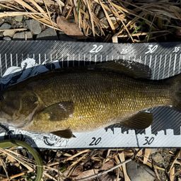 スモールマウスバス