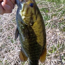 スモールマウスバス