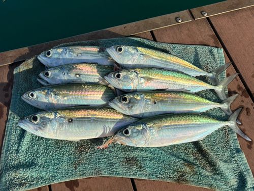 グルクマーの釣果
