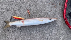 カマスの釣果