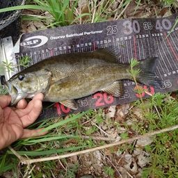 スモールマウスバス