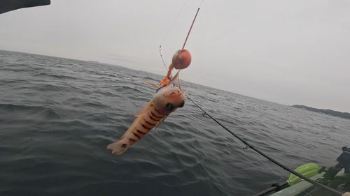イトヒキハゼの釣果