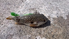 クサフグの釣果