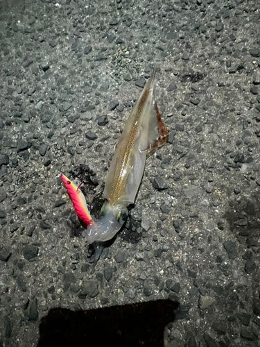 ササイカの釣果