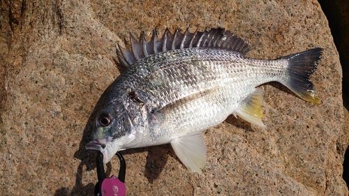 キビレの釣果