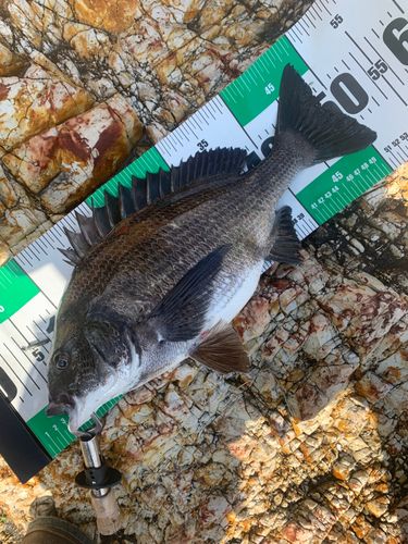 チヌの釣果