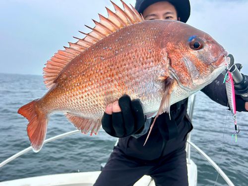 マダイの釣果
