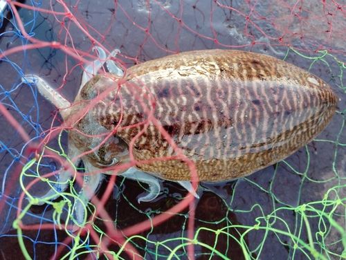 コウイカの釣果