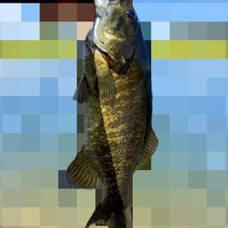 スモールマウスバス