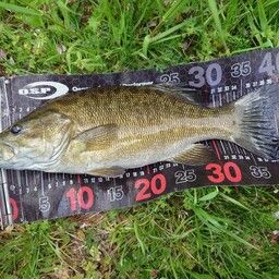 スモールマウスバス