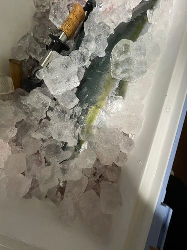 ワラサの釣果