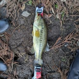 ラージマウスバス