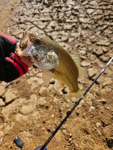 日高川河口で釣れたブラックバスの釣り・釣果情報