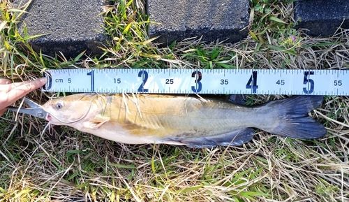 アメリカナマズの釣果