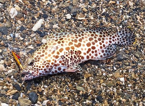 カンモンハタの釣果