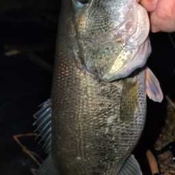 ラージマウスバス