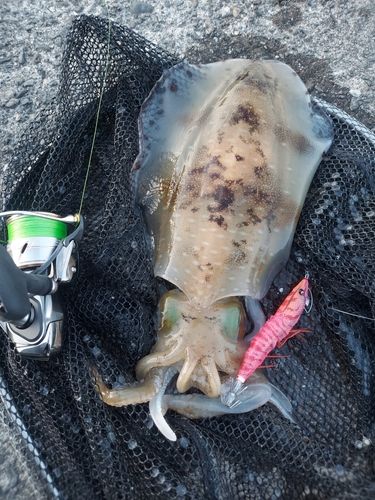 アオリイカの釣果