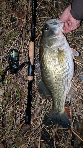 ラージマウスバスの釣果