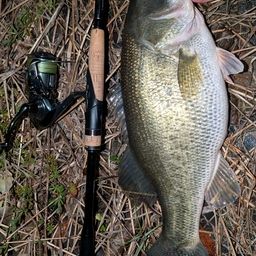 ラージマウスバス