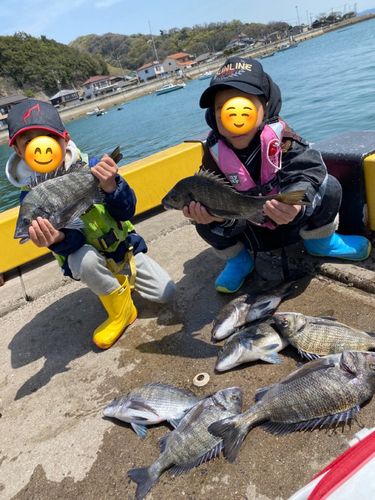 チヌの釣果