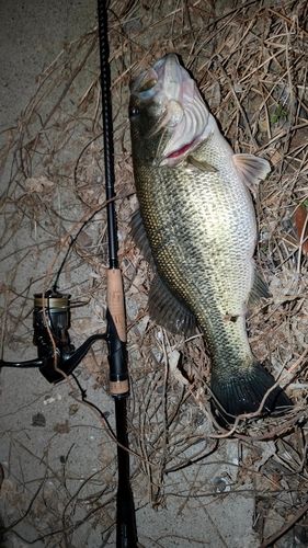 ラージマウスバスの釣果